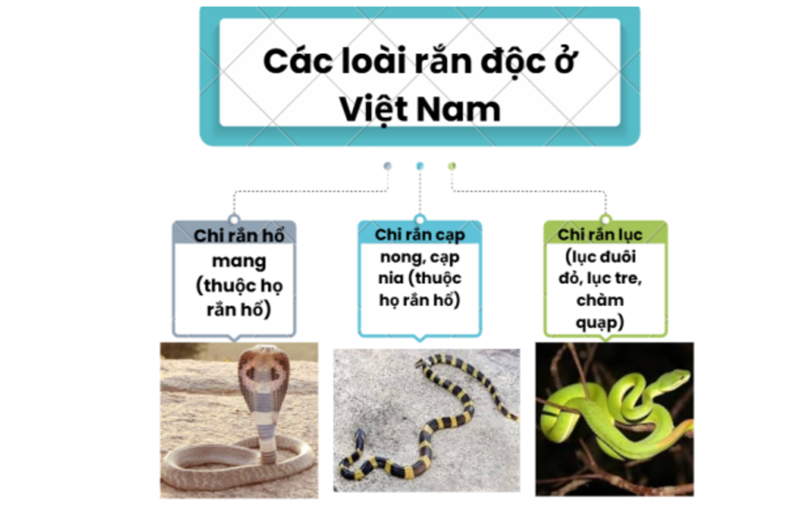 2. Các loài rắn độc ở Việt Nam